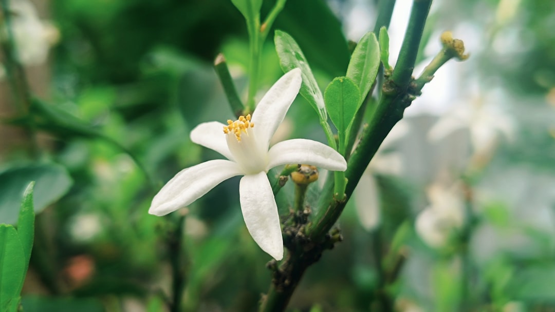 photo by reza mustafa A delicate white citrus blossom on a branch.